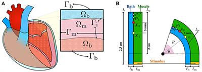 Muscle Thickness and Curvature Influence Atrial Conduction Velocities